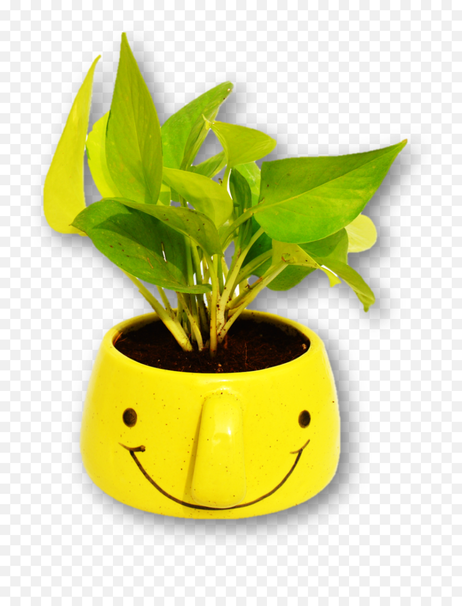 Leafy Tales Good Luck Air Purifying - Flowerpot Emoji,Pot Leaf Emoticon