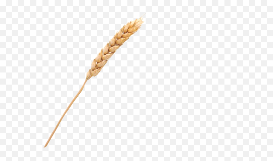 Wheat Grain - Durum Emoji,Wheat Emoji