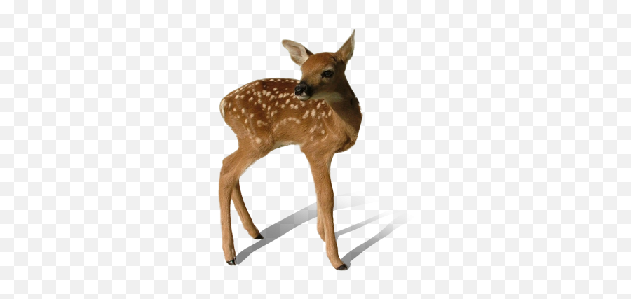 Deer Baby Png - 19607 Transparentpng Imagenes De Venados Png Emoji,Deer Hunting Emoji