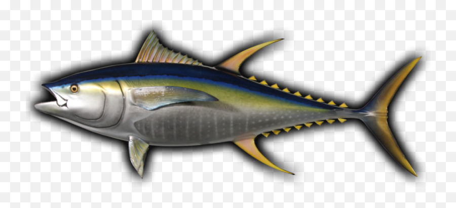 Download Hd Yellowfin Tuna Fish Mount - Yellowfin Tuna Emoji,Tuna Emoji
