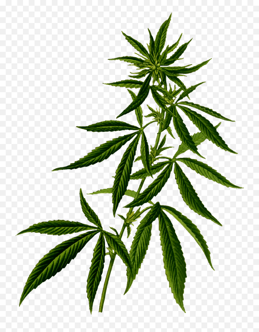 Marijuana Clipart Lit Marijuana Lit - Marijuana Plant Clipart Emoji,Pot Leaf Emoticon
