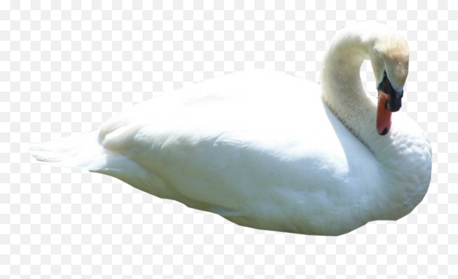 Swan Bird Animal - Swan Transparent Background Emoji,Swan Emoji