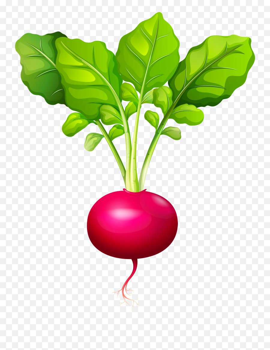 Radish Vector Vegetable Transparent Emoji,Turnip Emoji
