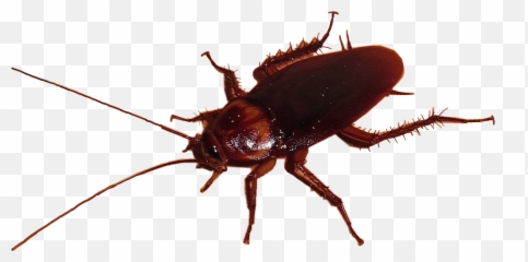 Cockroach Stickers - Cockroach Emoji,Cockroach Emoji
