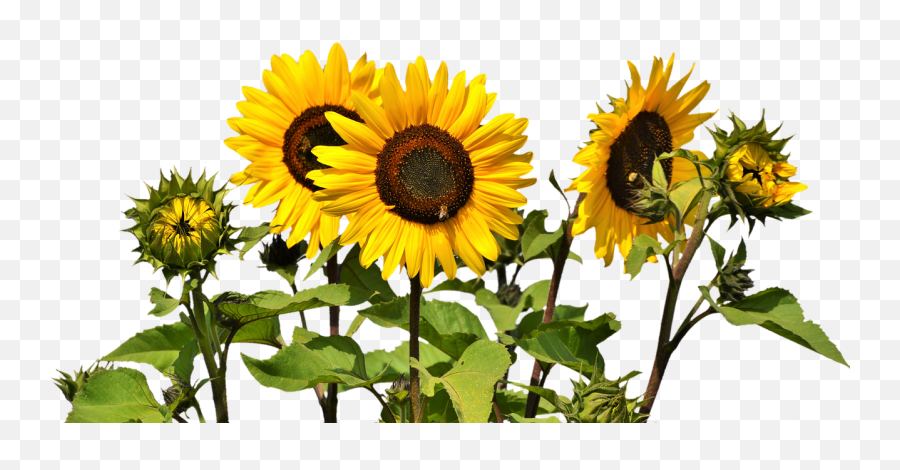 Transprent Png Free Transparent Png - Transparent Sunflowers Emoji,Sunflower Emoji Transparent
