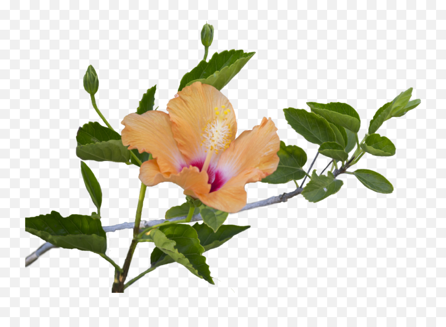 Hibiscus Flower Png Hibiscus Flower - Hibiscus Flowers And Leaves Emoji,Hibiscus Emoji