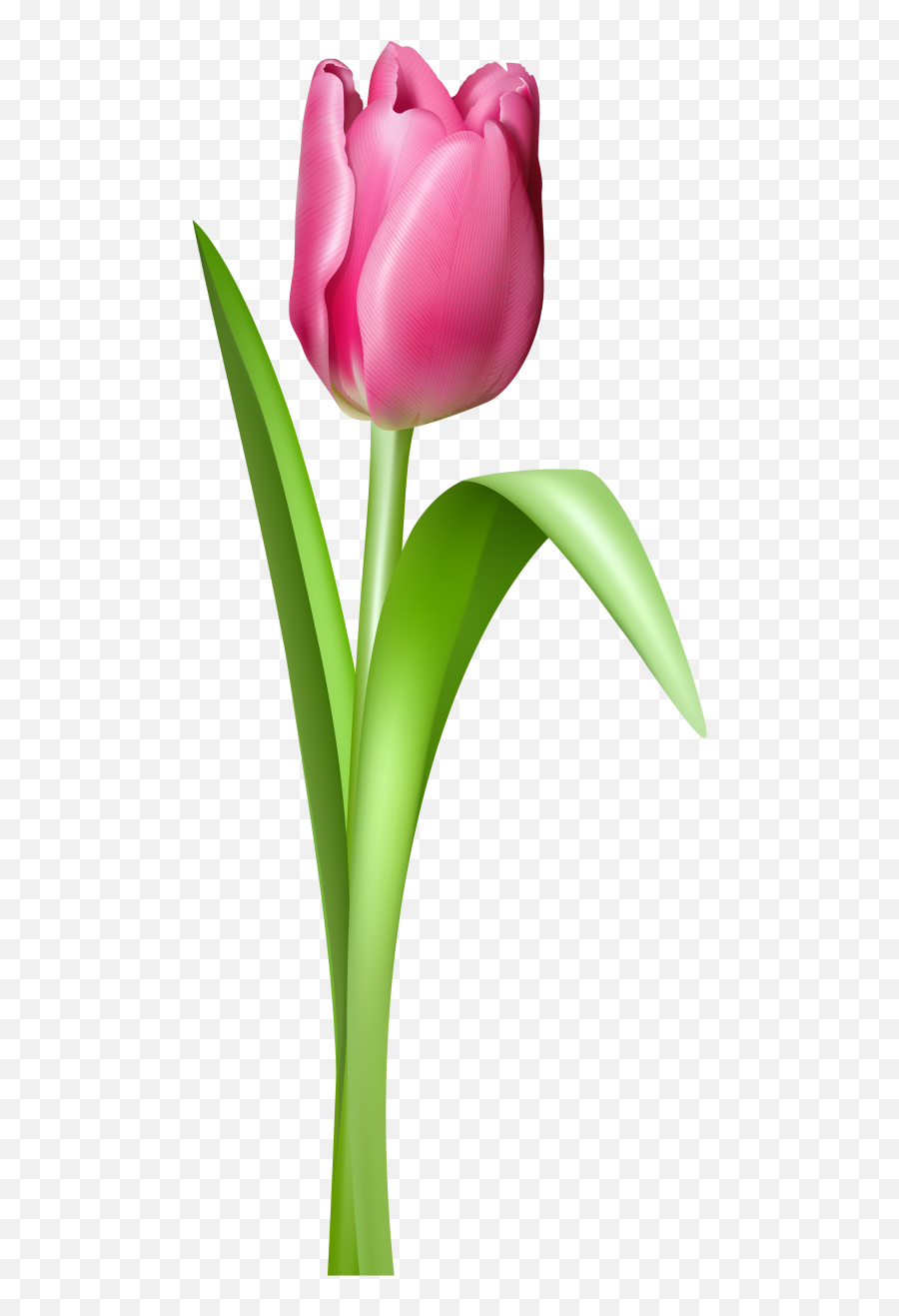 Tulip Clipart 2 Image - Pink Tulip Clipart Emoji,Tulip Emoji