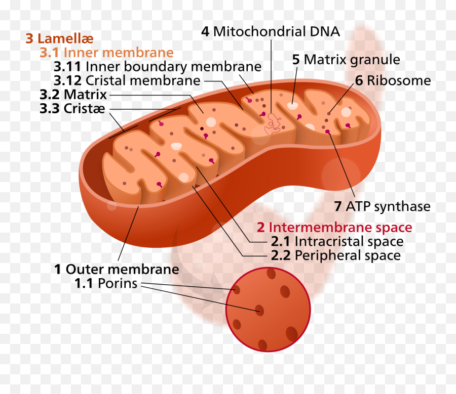 Mitochondrion Mini - Does Mitochondria Look Like Emoji,Dna Emoji