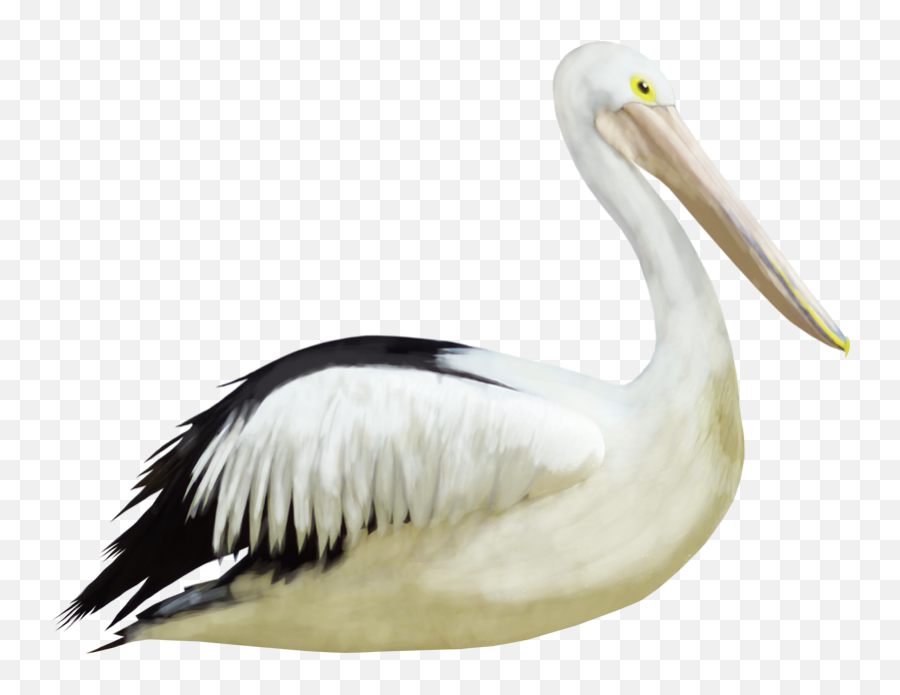 Pelican Crane Bird Heron - Crane Duck Emoji,Pelican Emoji