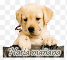 Sick Puppies Stickers For Android Ios - Sad Puppy Crying Emoji