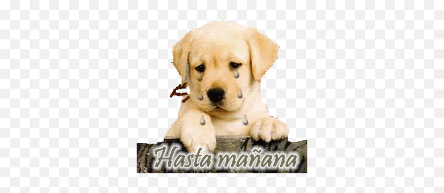 Sick Puppies Stickers For Android Ios - Sad Puppy Crying Emoji,Bye Dog Emoji