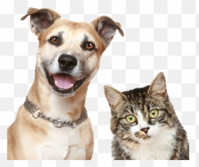 Download Pet Sitting Puppy Dog Cat Free - Transparent Background And Png Emoji