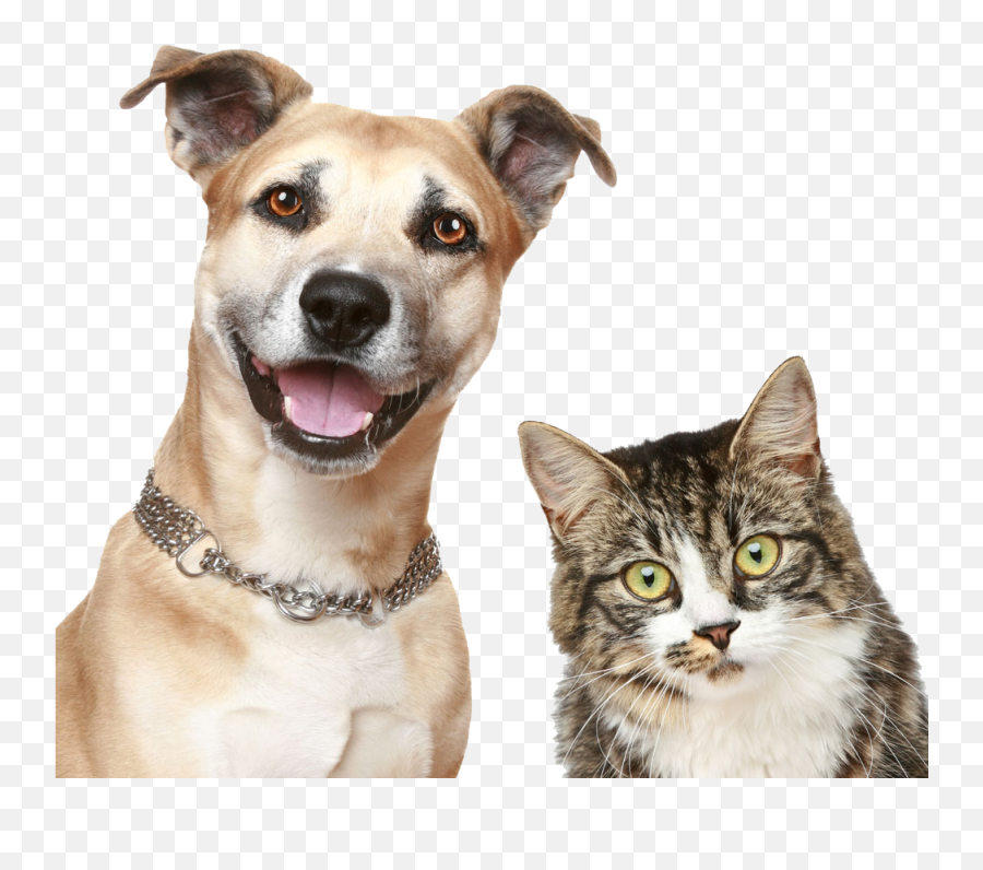 Download Pet Sitting Puppy Dog Cat Free - Transparent Background Cat And Dog Png Emoji,Puppy Dog Eyes Emoticon