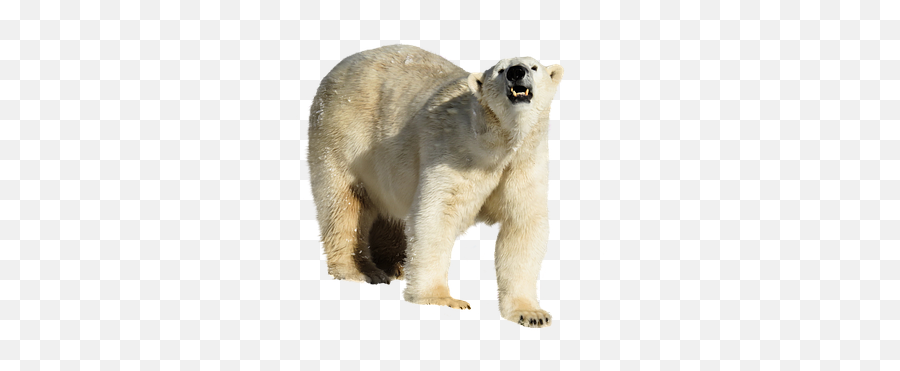 100 Free White Bear U0026 Bear Illustrations - Pixabay Polar Bear Emoji,Polar Bear Emoji