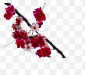 Download Cherry Blossom Clipart - Png Painting Emoji