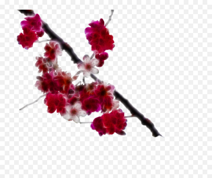 Download Cherry Blossom Clipart - Png Cherry Blossom Painting Emoji,Cherry Blossom Emoji