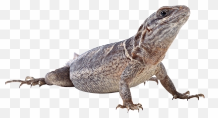 Download - Monitor Lizard Png Emoji,Lizard Emoji