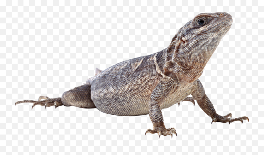 Download - Monitor Lizard Png Emoji,Lizard Emoji