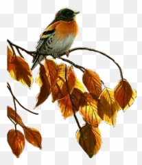 Bird Pajaro Fall Fallcolors September Helloseptember - Robin Emoji,Oriole Emoji