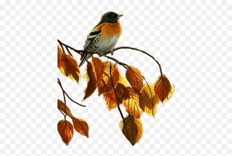 Bird Pajaro Fall Fallcolors September Helloseptember - Robin Emoji,Oriole Emoji