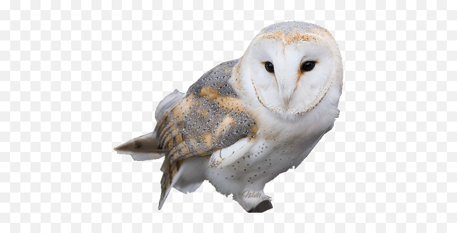 Top Snowy Owl Stickers For Android U0026 Ios Gfycat - Barn Owl Emoji,Owl Emoji Android