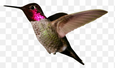 Hummingbird Png Images Free Download Emoji,Hummingbird Emoji
