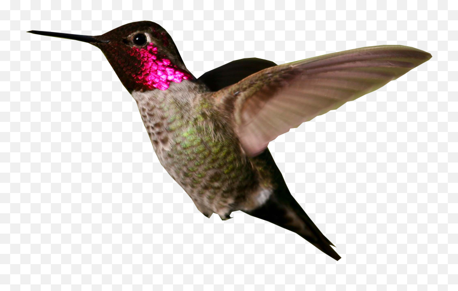 Hummingbird Png Images Free Download Emoji,Hummingbird Emoji
