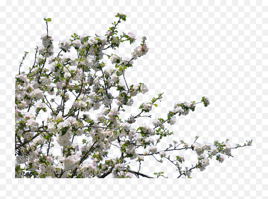 Tree Flowers Cherry Apple Isolated - Tree With Flower Png Emoji,Apple Old Emojis