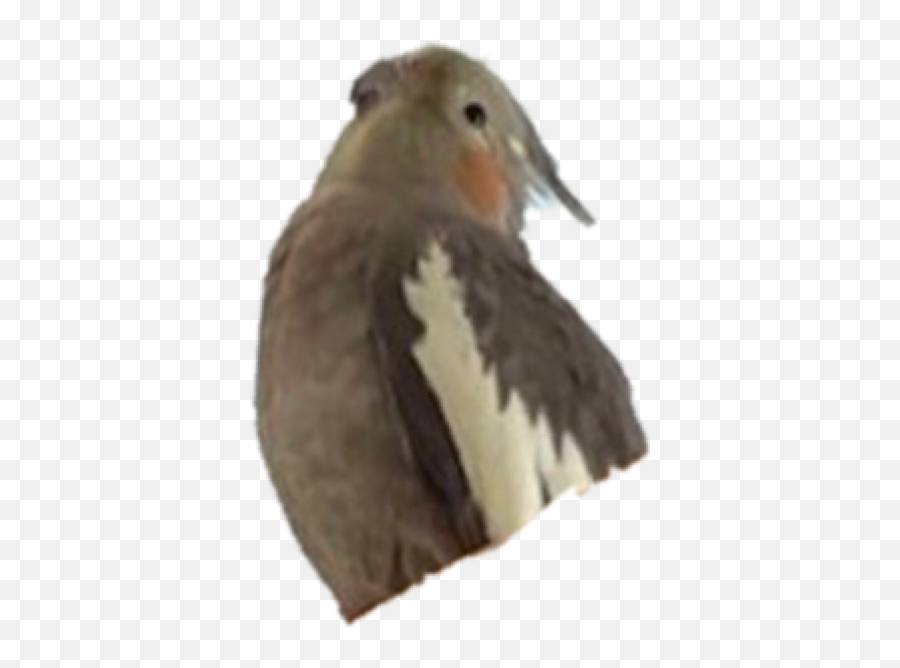 Cockatiel Bird Parrot Sticker - Old World Flycatchers Emoji,Cockatiel Emoji