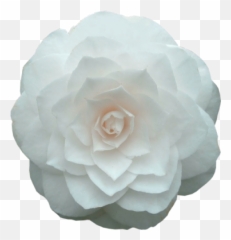 Transparent Flower - Flowers Tumblr Emoji