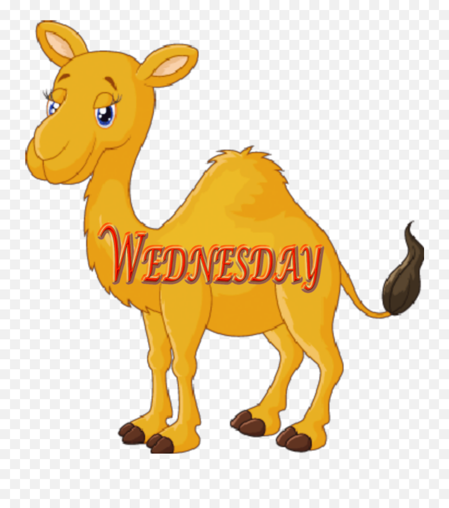 Wednesday Humpday Camel - Cartoon Camels Emoji,Hump Day Emoji