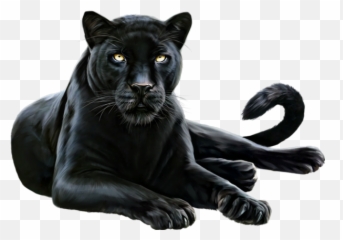 Beautiful Black Panther Eyes Wild Animal Cat Claws Fur - Beautiful Black Panther Animal Emoji,Panther Emoji
