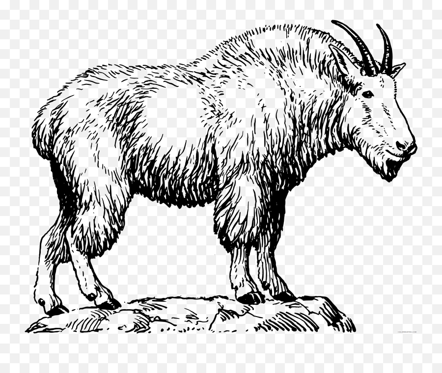 Mountain Goat Coloring Pages Mountain Goat Bpng Printable - Realistic Mountain Goat Drawing Emoji,The Goat Emoji