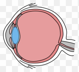 Simple Illustrated Cross - Section Of The Human Eye Eye Gcse Biology Eye Diagram Emoji,Crossed Eyed Emoji