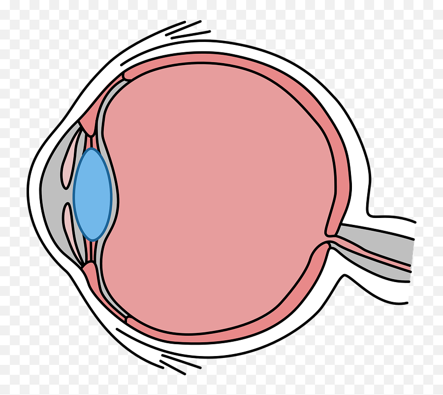 Simple Illustrated Cross - Section Of The Human Eye Eye Gcse Biology Eye Diagram Emoji,Crossed Eyed Emoji