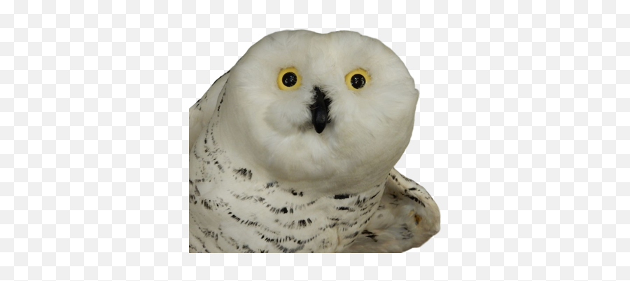 Owl Meme Stickers By - Snowy Owl Emoji,Thinking Face Emoji Meme
