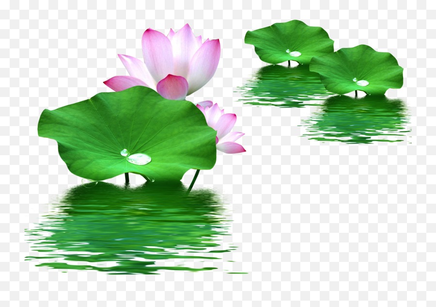 Download Leaf Nelumbo Nucifera Lotus - Lotus Leaf Silicone Mould Emoji,Lotus Emoticon