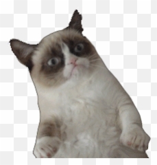 Top Funnies Videos Stickers For Android U0026 Ios Gfycat - Cat Meme Png Gif Emoji,Grumpy Cat Emoticon