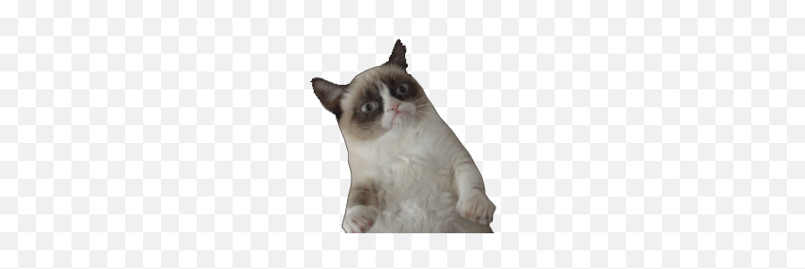 Top Funnies Videos Stickers For Android U0026 Ios Gfycat - Cat Meme Png Gif Emoji,Grumpy Cat Emoticon