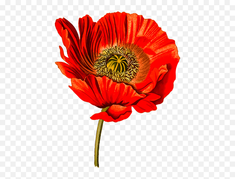 Drug Floral Flower - Papaver Somniferum Kohler Emoji,Rose Emoji Iphone