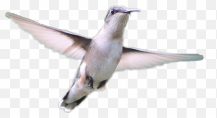 Hummingbird Flying Flyingbirds Wings Birds - Swallow Emoji,Hummingbird Emoji