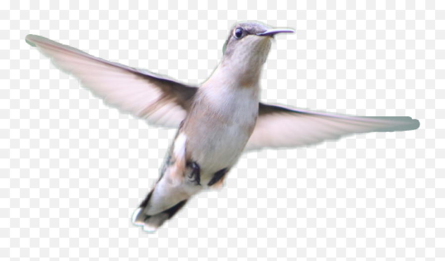 Hummingbird Flying Flyingbirds Wings Birds - Swallow Emoji,Hummingbird Emoji
