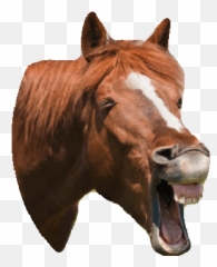 Tag For Laughing Pointing Gifs Find Share On - Horse Meme Emoji