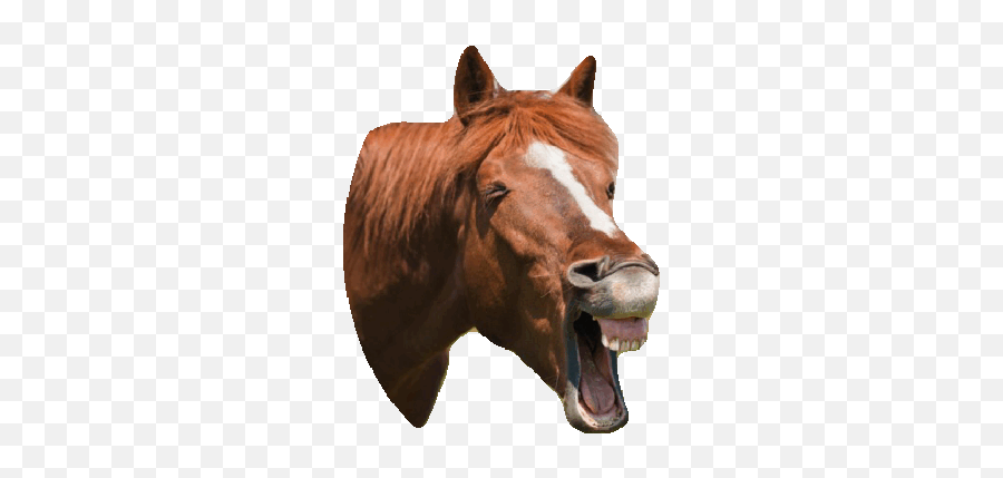 Tag For Laughing Pointing Laughing Gifs Find Share On - Laughing Horse Meme Emoji,Horse Emoji Android