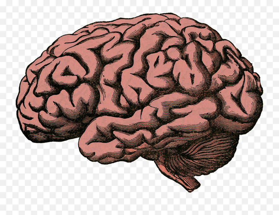 Human Brain Clipart - Brain Donation Emoji,Brain Emoji Png