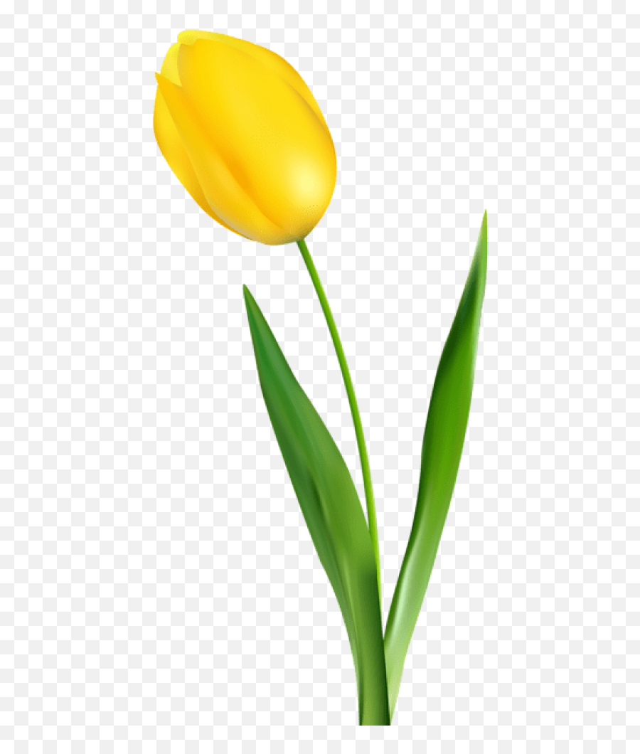 Free Png Yellow Tulip Transparent Png Images Transparent - Transparent Yellow Tulip Clipart Emoji,Tulip Emoji