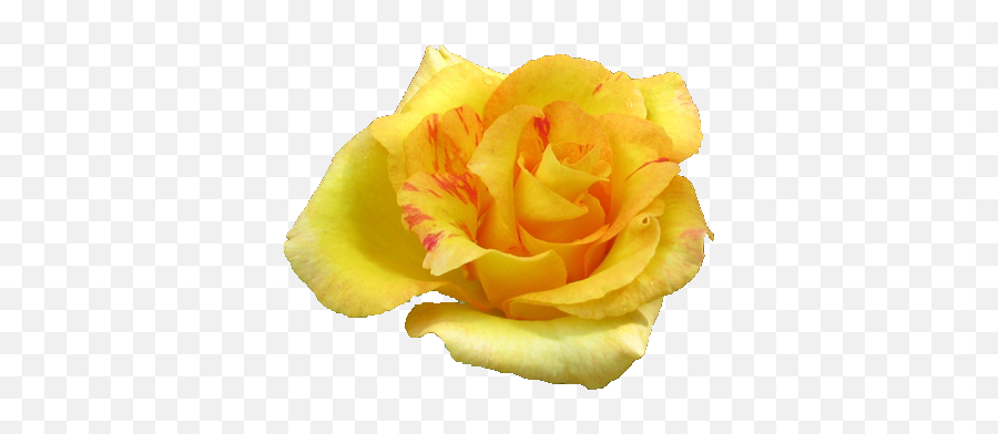 Yellow Rose Flowers Png Pic - Yellow Roses Transparent Emoji,Emoji Flower Png