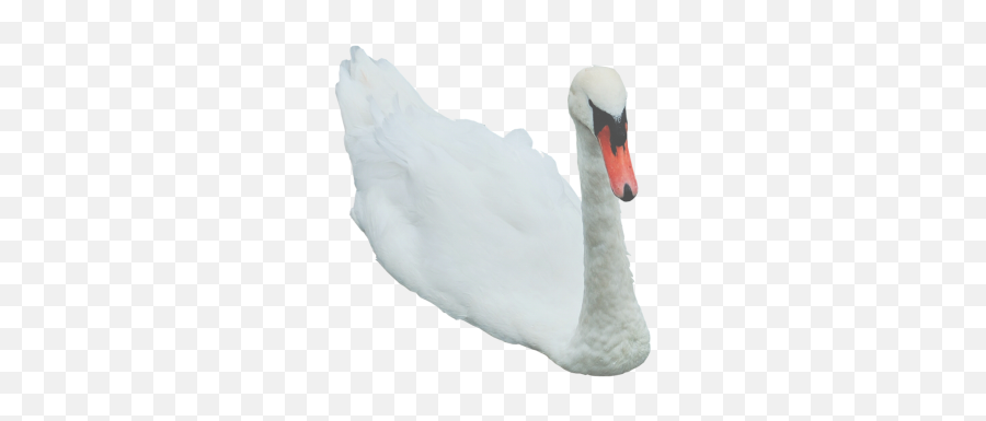 Swan Clipart Stylized Picture - Swan Emoji,Swan Emoji