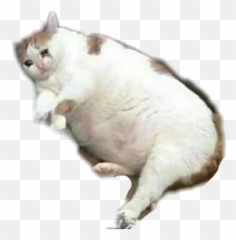 Sad Cat - Sticker Png Emoji