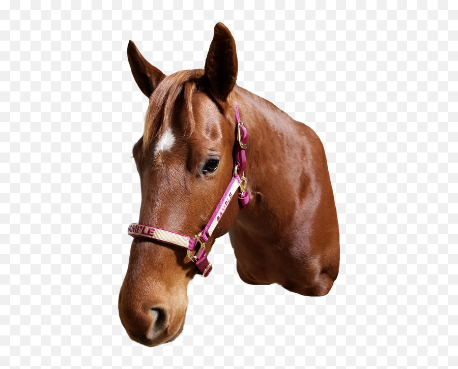 Custom Monogrammed Horse Halter - Sorrel Emoji,Horse Emojis